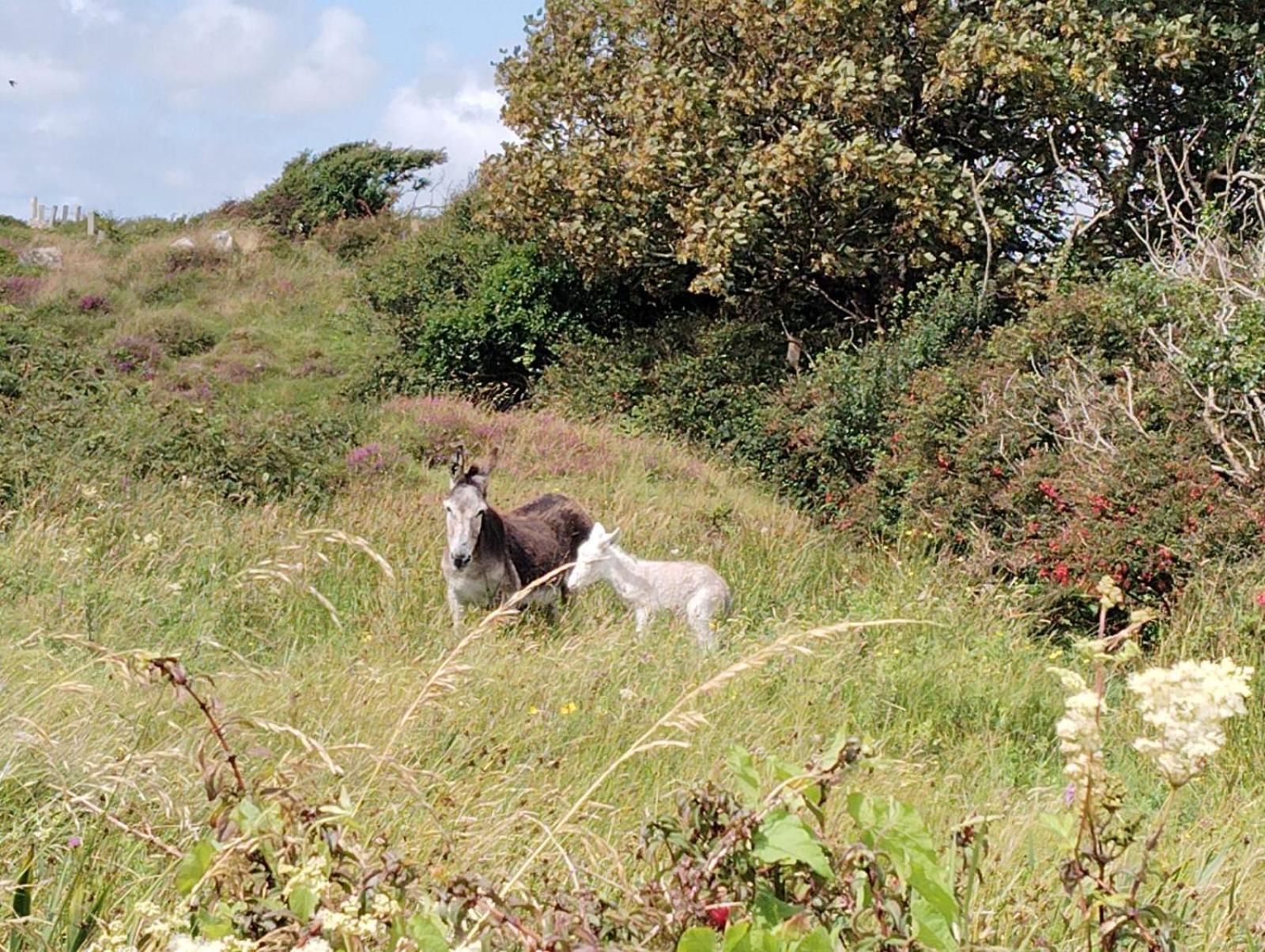 Ballyconneely House غالواي المظهر الخارجي الصورة